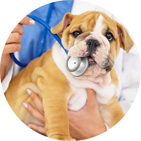 Clínica Veterinaria Fama Vet
